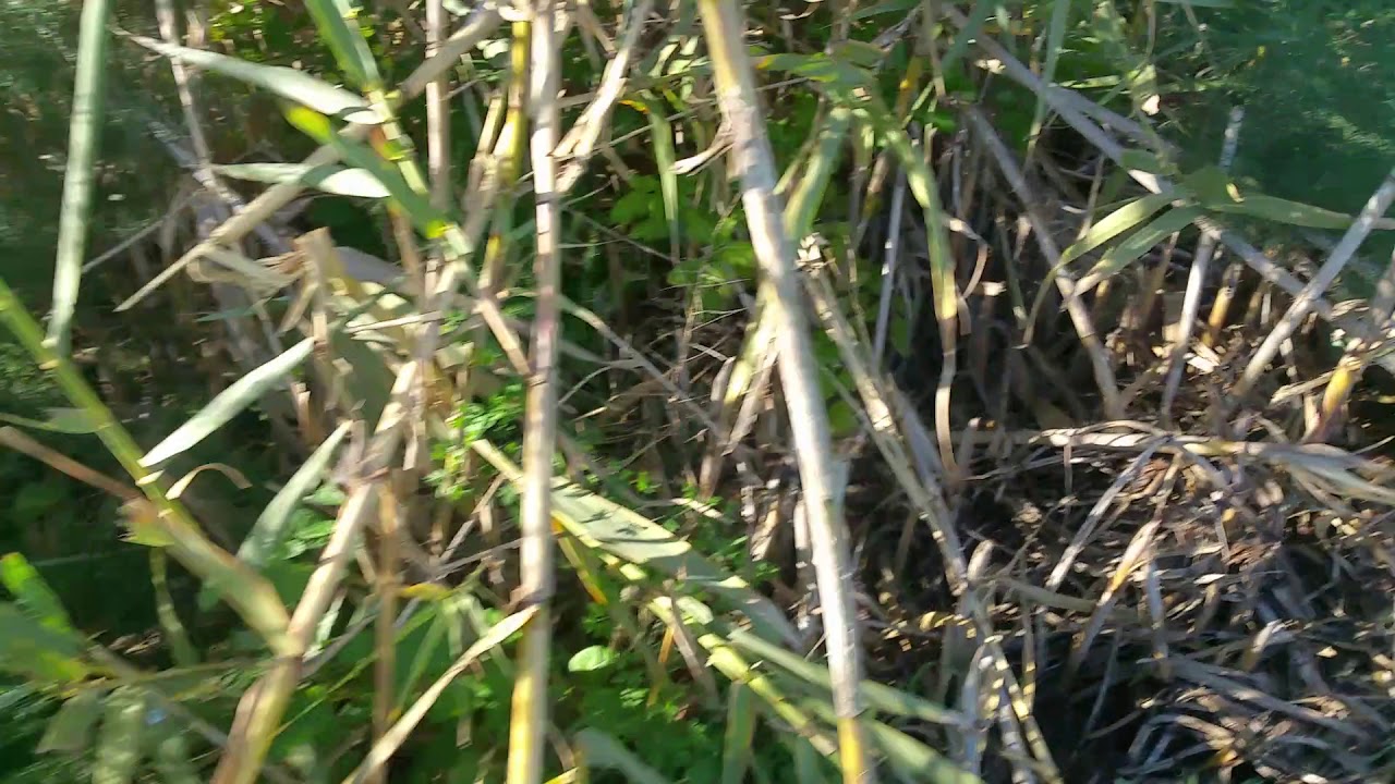 نبات الكلخ الذي يستخرج منه الفاسوخ YouTube