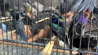 BONGKAR GEDEN BURUNG BAHAN OMBYOKAN - CIBLEK - GLATIK - PRENJAK - PODANG - KING KONIN - PLECI DLL