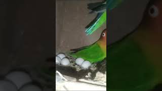 Love Birds  laying Eggs|Love Birds Nay Bi Egga day Diyaay Birds parrots budgies