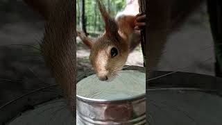 Белка снова пьёт / The squirrel is drinking water again #squirrel #animals #cuteanimal