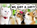 This Corgi Family Just Added a Kitten!