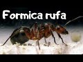 Formica rufa