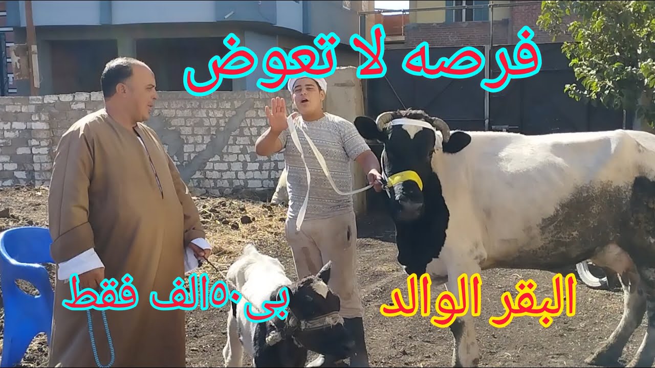 #الآن مفاجاه في الاسعار البقر الوالد الخليط العالي فرصه لا تعوض من مزرعه الطيب بتاريخ 16/10/2025