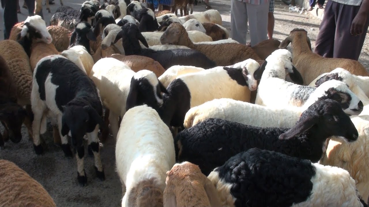 Batawadi sheep and goats market Tumkur YouTube