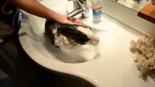 Симпатичный кролик Клуди любит принимать ванны