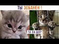 КОТА ЗАБАНИЛИ (кранты) ))) Приколы с котами | Мемозг 1247