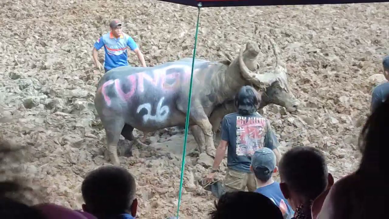 Tungka Saxon (Win) vs Boss Japal  (( KPTS Tedong Silaga Sereale Toraja Utara ))