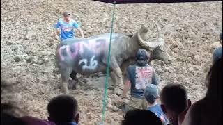 Tungka Saxon (Win) vs Boss Japal  (( KPTS Tedong Silaga Sereale Toraja Utara ))