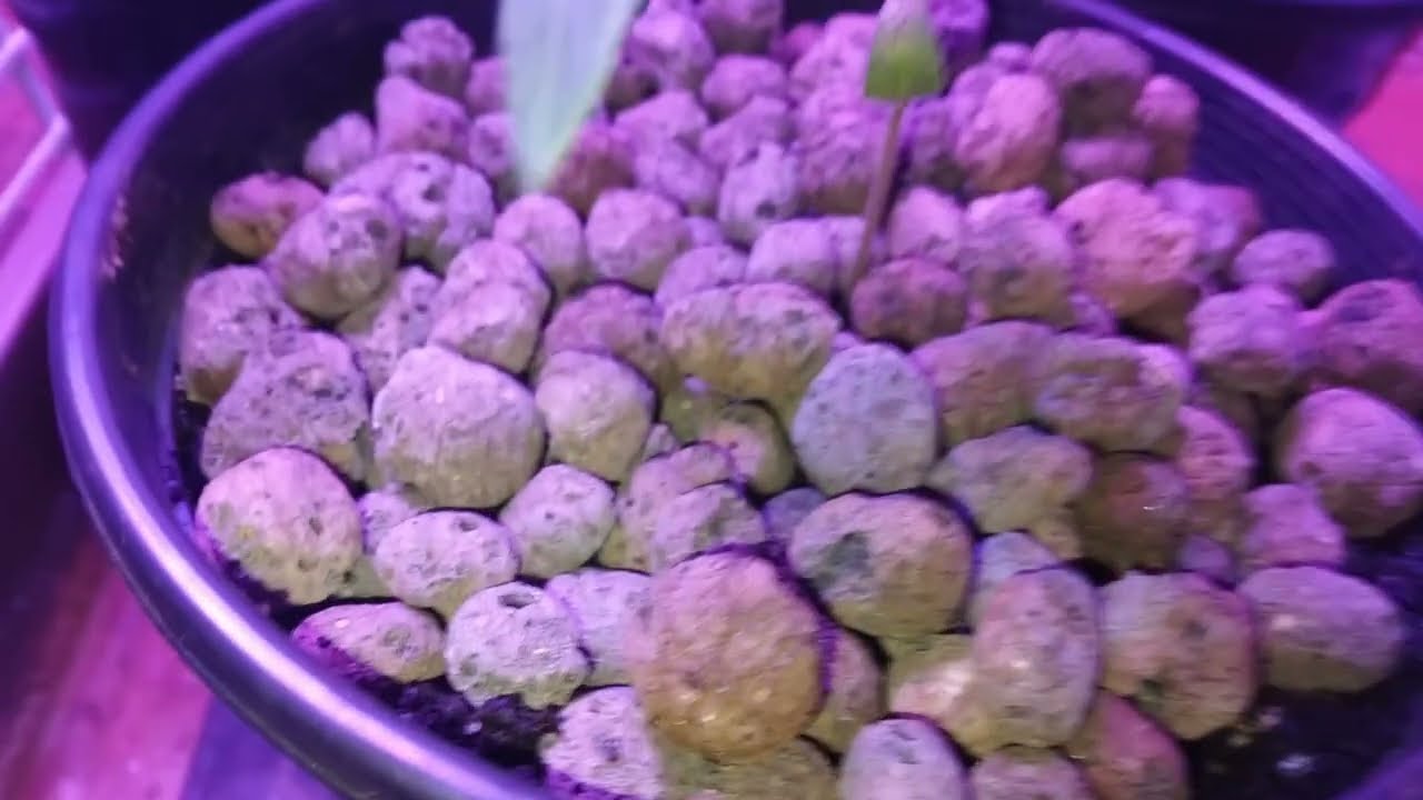 Masonic Regular Subscription Lock In