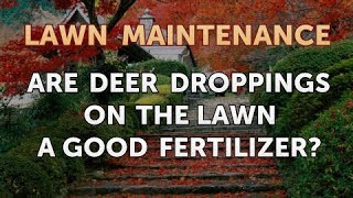 Are Deer Droppings on the Lawn a Good Fertilizer?