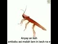 wei wai wei wai zumigat nan damu dimi kwayt rayt