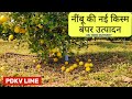 PDKV Lime, PDKV नींबू की बाग़वानी लगाने के लिए अच्छा अच्छा समय और एक मोका Lime vairiety