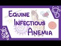 Equine Infectious Anemia - causes, pathophysiology, clinical signs, diagnosis, treatment, prevention
