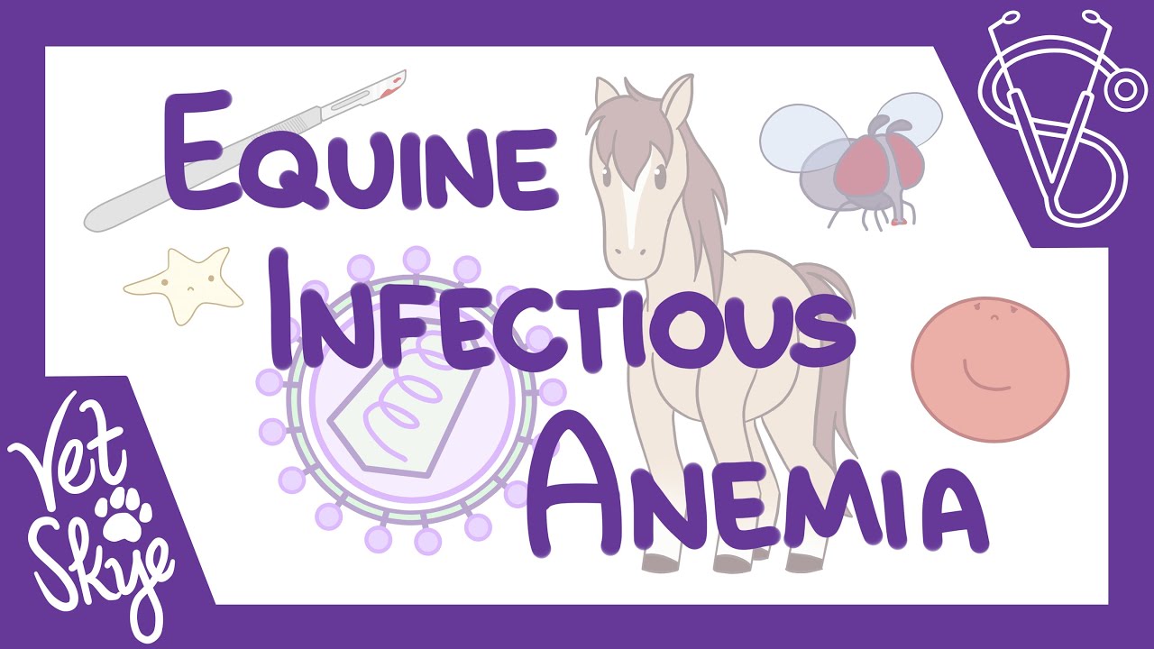 Equine Infectious Anemia - Causes, Pathophysiology, Clinical Signs, Diagnosis, Treatment, Prevention