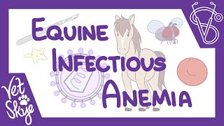 Equine Infectious Anemia  causes, pathophysiology, clinical signs, diagnosis, treatment, prevention