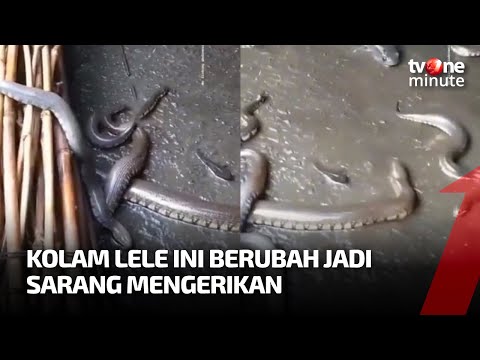 MERINDING! Lama Gak Dikuras, Penampakan Kolam Lele Ini Bikin Ngeri | tvOne Minute