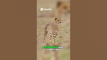 Cheetah vs. Formula E Car: Ultimate Race Showdown! MrBeast