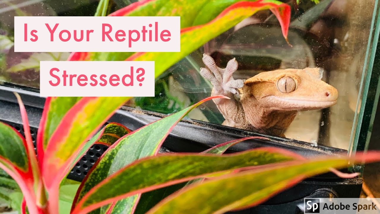 Detecting And Correcting Stress In Reptiles