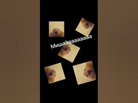 Миша?Миша привет!Миша..МИШААА - YouTube