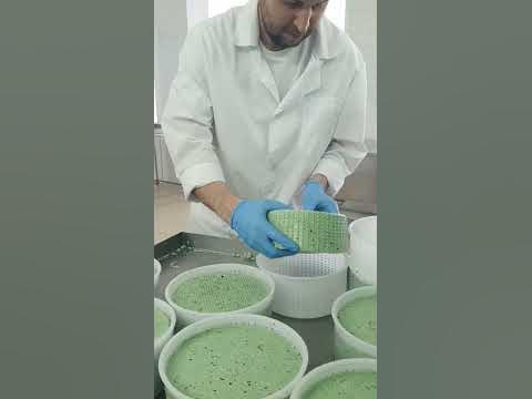 Зелёный сыр! Базирон Песто от сыроварни Добрая Ферма - YouTube