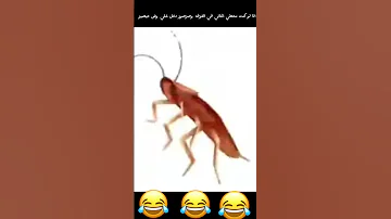انا لو كنت محطي اغاني في الغرفه ودخل علي صرصور وش حيصير 