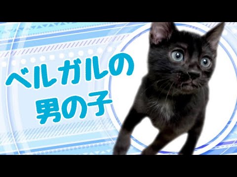 ベンガルの子猫 (和歌山)