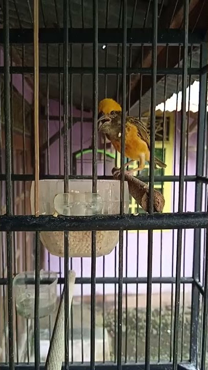 Suara Burung Manyar Jantan