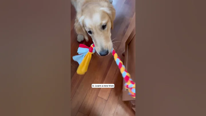 4 Confidence Building Tips for Dogs | Dog Training 💯 #dogtraining #dog #confidence