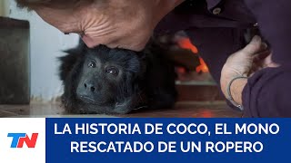 Así está Coco, el mono rescatado hace dos años de adentro de un ropero en una mansión de Belgrano R