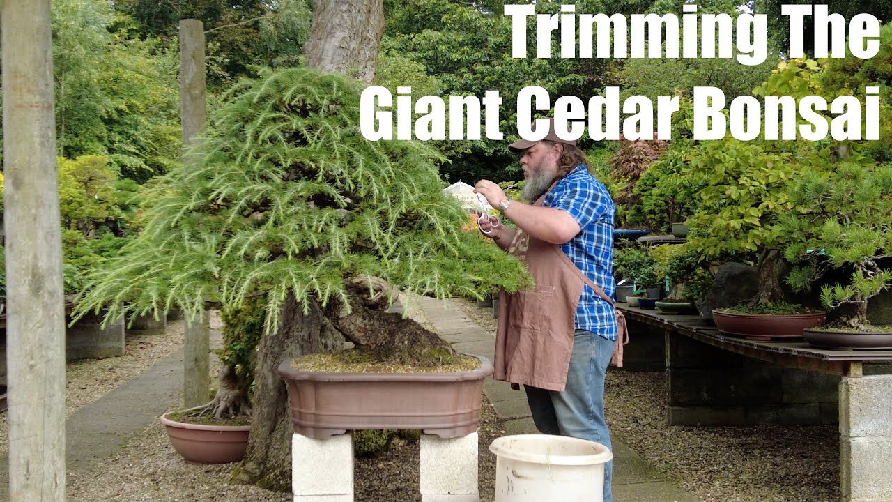 Корин подстригает свой гигантский кедр — бонсай из гринвуда