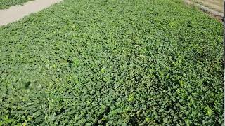 Agro Neretva; melon production, Lunius (Enza Zaden) part 2