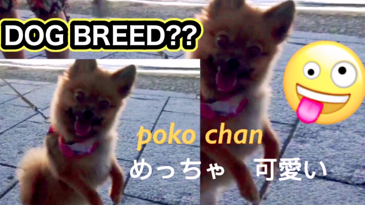 可愛い犬 What Breed Is This Dog 動物がかわいいyoutube動画はここだ