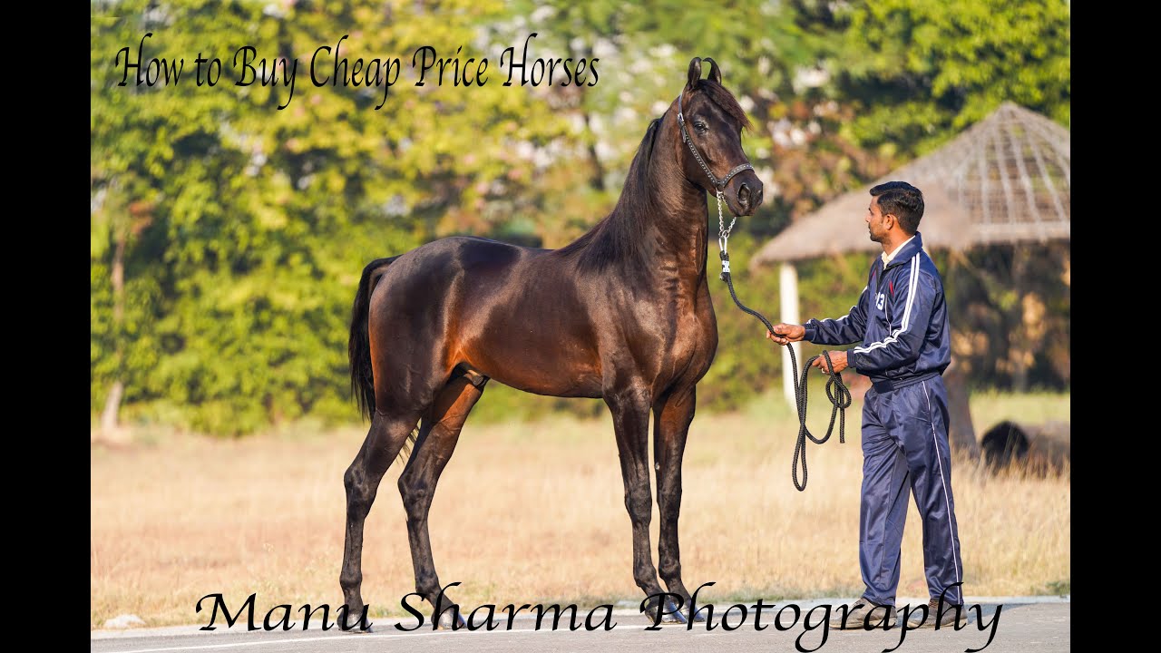 How to get cheep price horses and why some horses are cheep in price