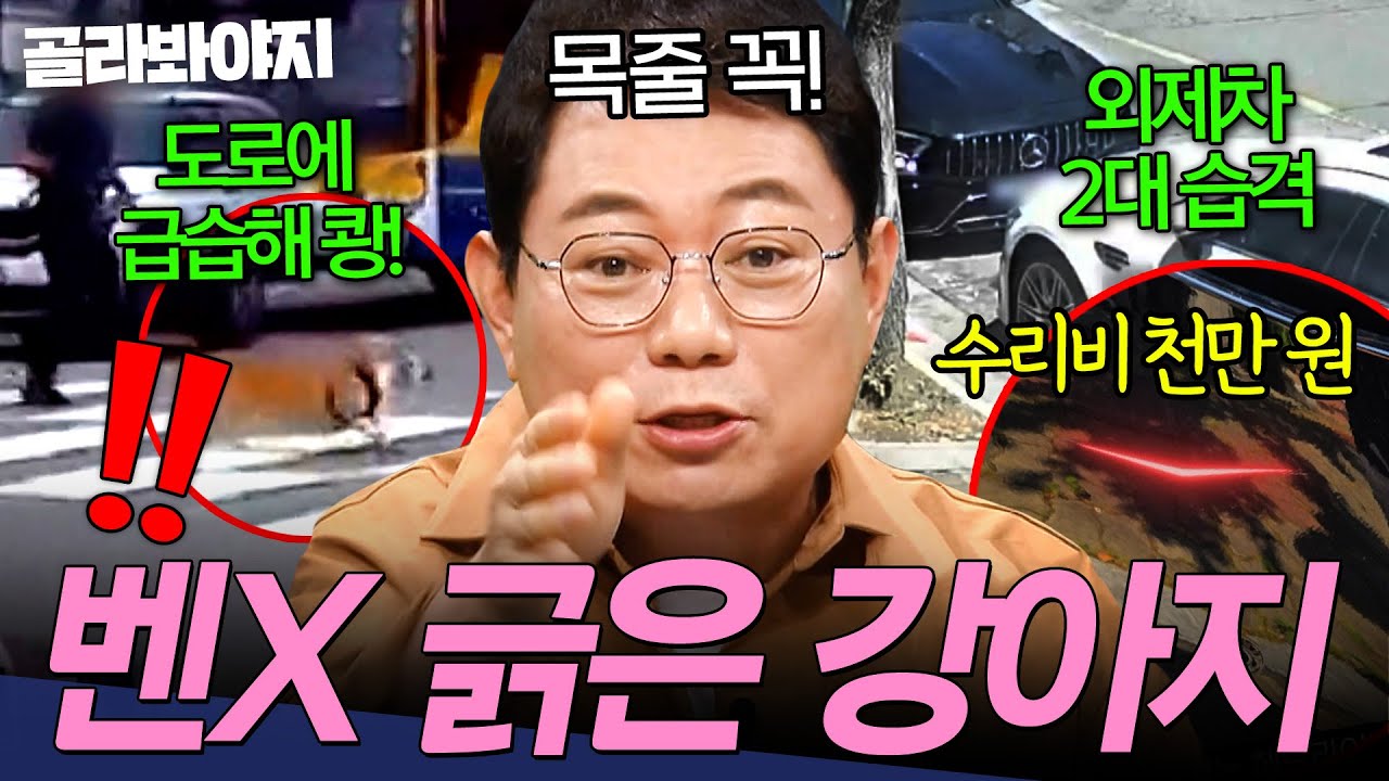 강아지 사고