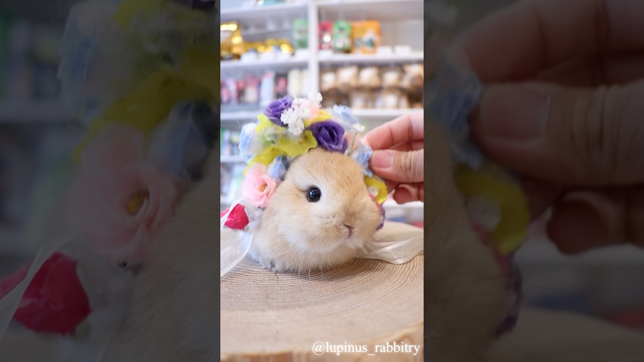 ネザーランドドワーフ誕生】オレンジの赤ちゃんうさぎさん販売中