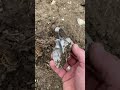 Spooning Freaks… 🤠 spoon bending… Ballans style!!! 😂 #metaldetecting #spoon