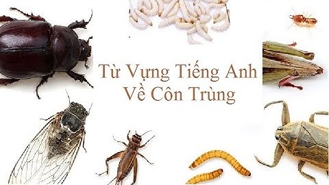 Rùa con tiếng anh là gì