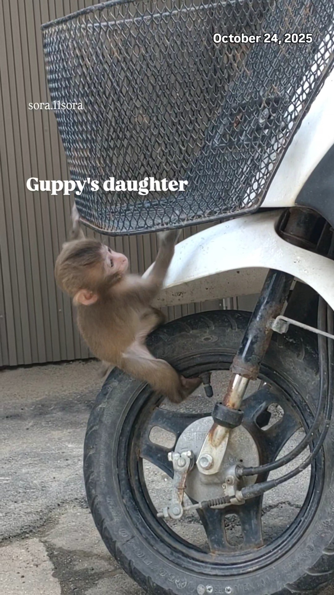 そらと淡路のおサルさん - YouTube