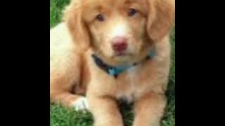 Sandro e Cicero me adota. Feat MC Mirella