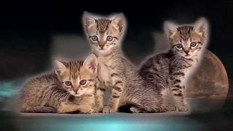 Shuttle - Cruising (Official Video)