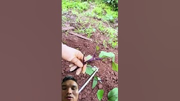 Nhân Giống Cà Tím Bằng Cành #farming