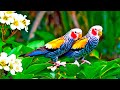 Birdsong in Forest & Relaxing Music – Peaceful Background for Work & Yoga