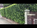 Fast growing hedging plants