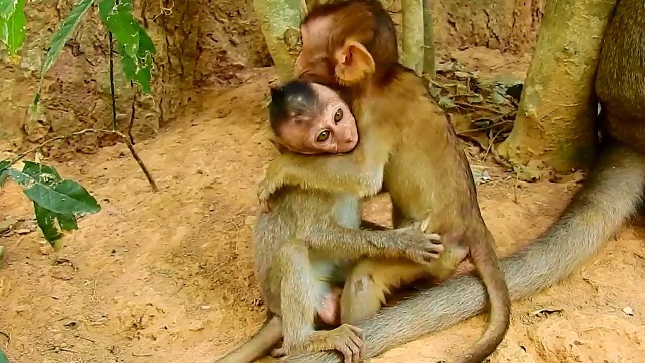 Cute baby Baron hug poor baby Dustin, Awesome baby monkeys playing so funny