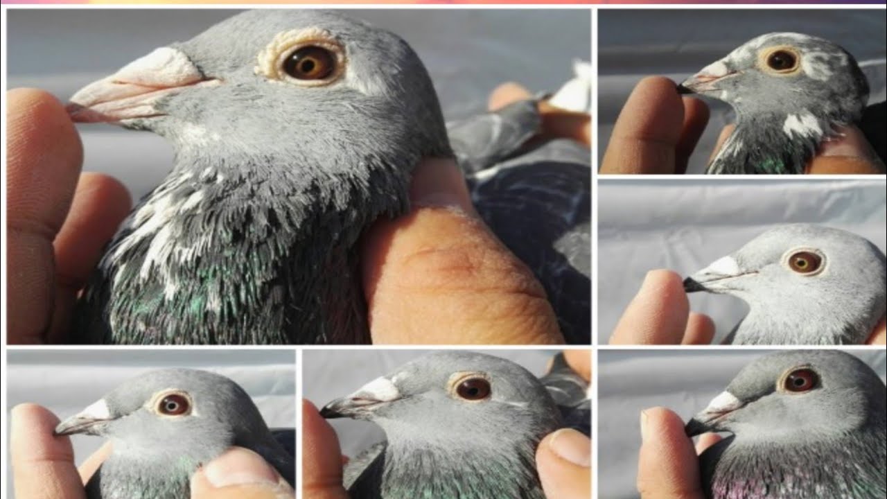 مجموعة مميزة من سلالت جان اردن من انتاج احد الهواة في ايران#منقول