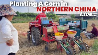 🇨🇳 In Northern CHINA live: Planting A Corn Seed