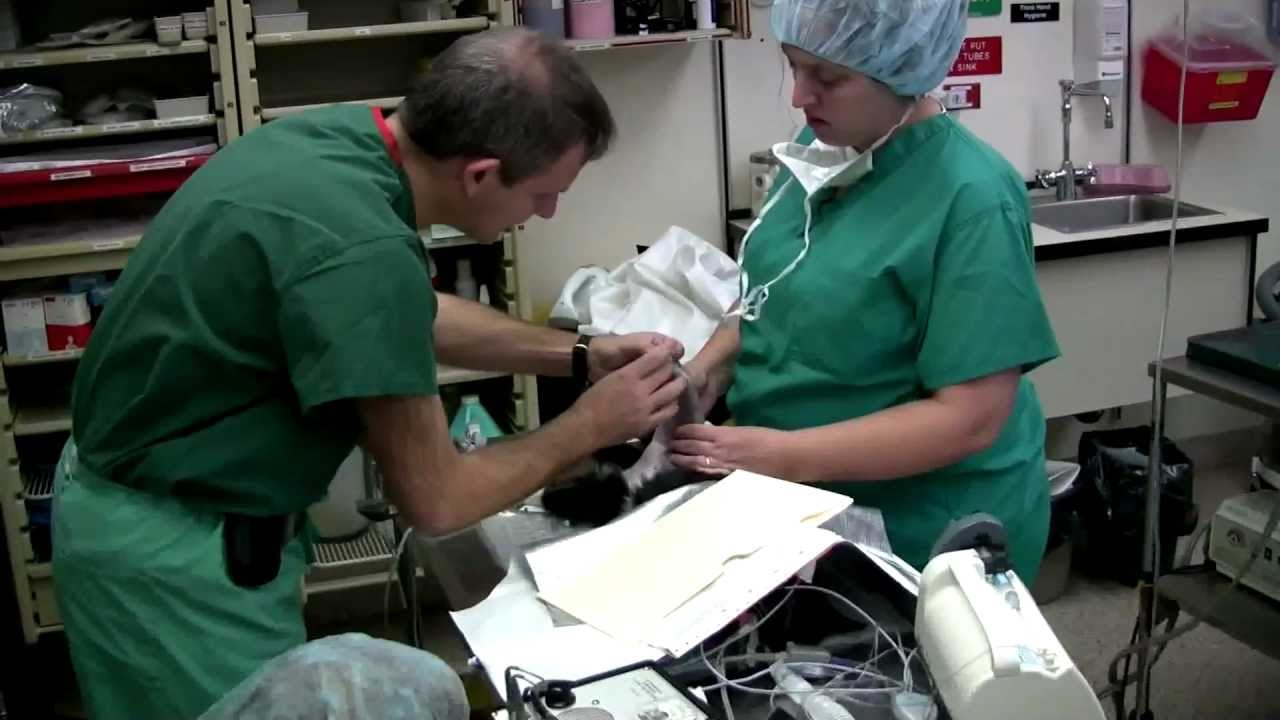 North Carolina State University - College of Engineering