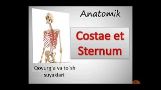 Ko`krak qafasi. Qovurg`a va to`sh suyaklari. Osteologiya. Anatomiya