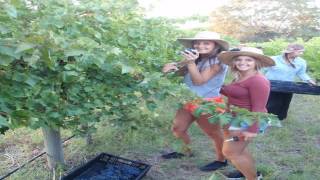 Mclaren Vale Budget Accommodation - McLaren Vale - Australia