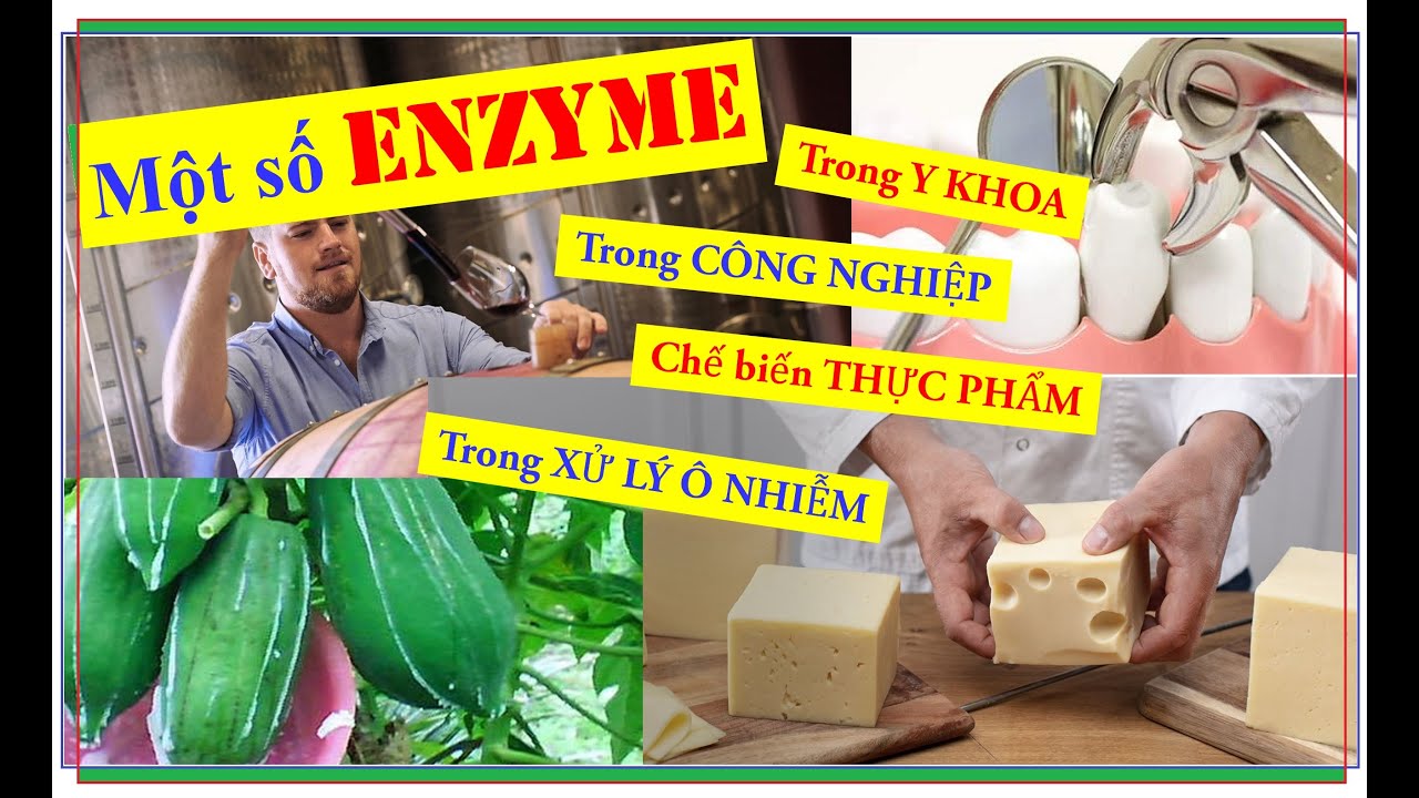 Một số ứng dụng điển hình của Enzyme trong công nghiệp, Chế biến thực phẩm, Y khoa & Xử lý ô nhiễm